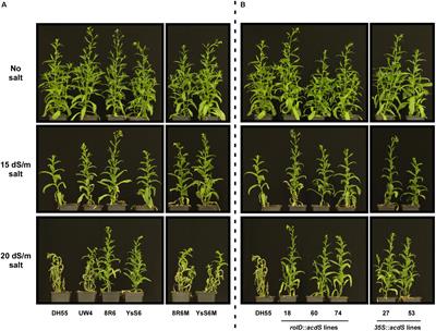 Gene Expression Patterns in Roots of <mark class="highlighted">Camelina sativa</mark> With Enhanced Salinity Tolerance Arising From Inoculation of Soil With Plant Growth Promoting Bacteria Producing 1-Aminocyclopropane-1-Carboxylate Deaminase or Expression the Corresponding acdS Gene